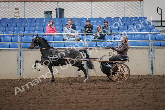 2019 Morgan Horse Show - Aug 30, 2019 - 13240