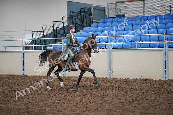 2020 - AB Morgan Horse - Fri, Sept 04 - 03420