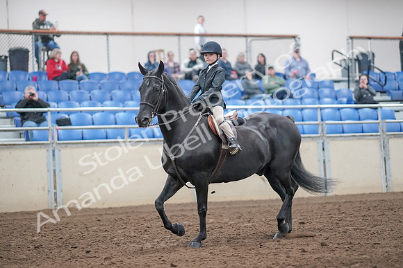 2019 Morgan Horse Show - Aug 31, 2019 - 19402