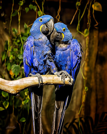 Birds - 077