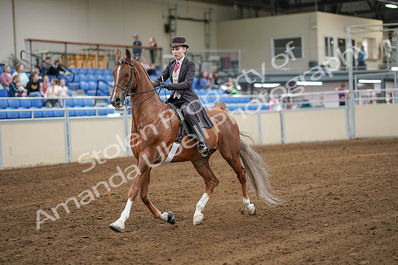2020 - AB Morgan Horse - Sat, Sept 05 - 06283