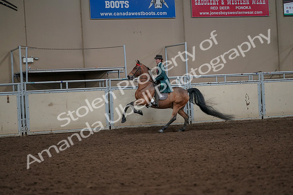 2019 Morgan Horse Show - Aug 30, 2019 - 28000