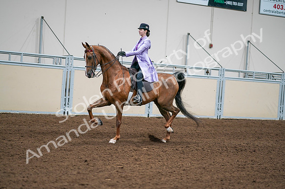 2020 - AB Morgan Horse - Fri, Sept 04 - 04917