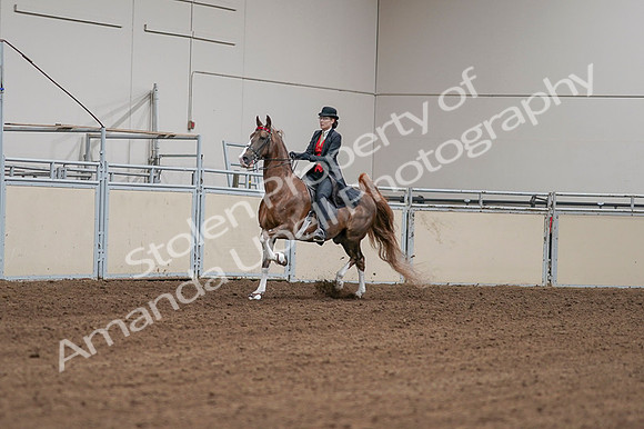 2020 - AB Morgan Horse - Fri, Sept 04 - 09691