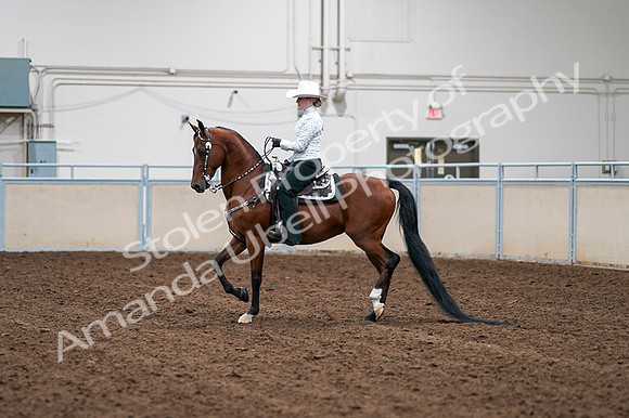 2020 - AB Morgan Horse - Fri, Sept 04 - 03564