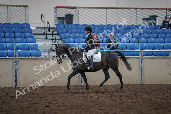 2019 Morgan Horse Show - Aug 31, 2019 - 16493