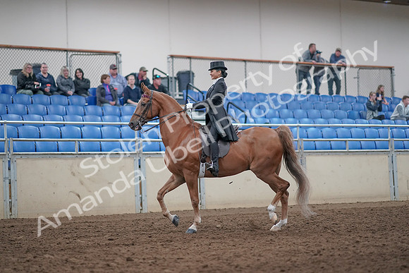 2019 Morgan Horse Show - Aug 31, 2019 - 20388