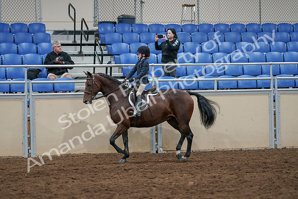 2020 - AB Morgan Horse - Sun, Sept 06 - 07708