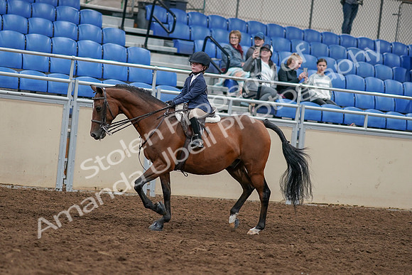 2020 - AB Morgan Horse - Sun, Sept 06 - 07901