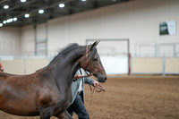 2020 - AB Morgan Horse - Fri, Sept 04 - 08573