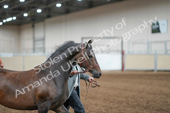 2020 - AB Morgan Horse - Fri, Sept 04 - 08573