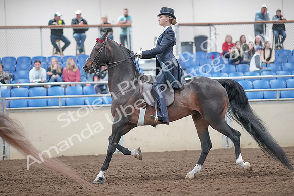 2019 Morgan Horse Show - Aug 31, 2019 - 20542