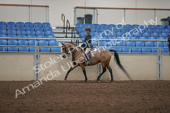 2019 Morgan Horse Show - Aug 31, 2019 - 04837