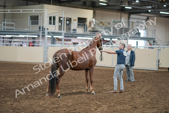 2020 - AB Morgan Horse - Sat, Sept 05 - 00268