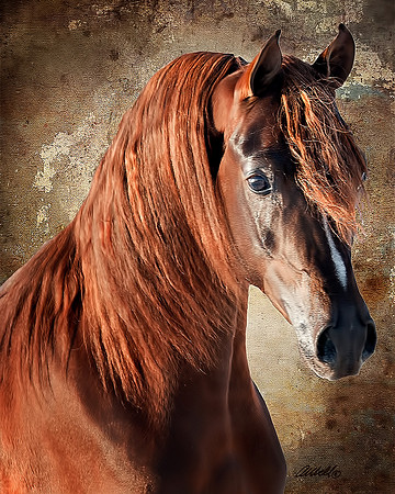Arabians - 038