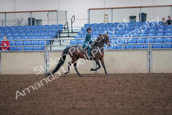 2019 Morgan Horse Show - Aug 30, 2019 - 18065