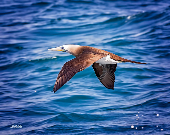 Birds - 158