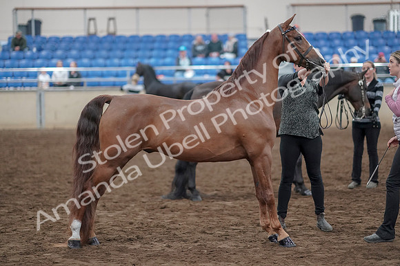2019 Morgan Horse Show - Aug 31, 2019 - 03753