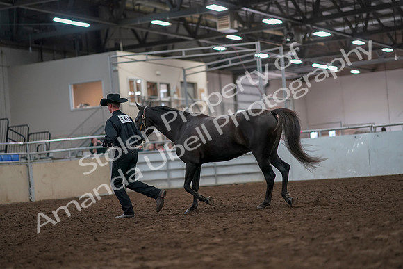2019 Morgan Horse Show - Aug 31, 2019 - 02068