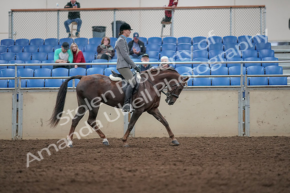 2019 Morgan Horse Show - Aug 31, 2019 - 07438