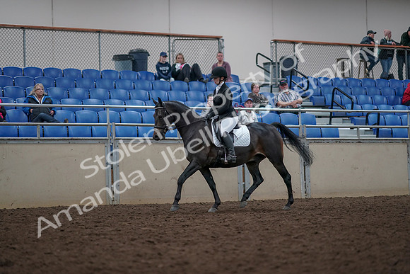 2019 Morgan Horse Show - Aug 31, 2019 - 16645