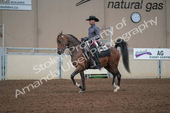 2019 Morgan Horse Show - Aug 31, 2019 - 06269