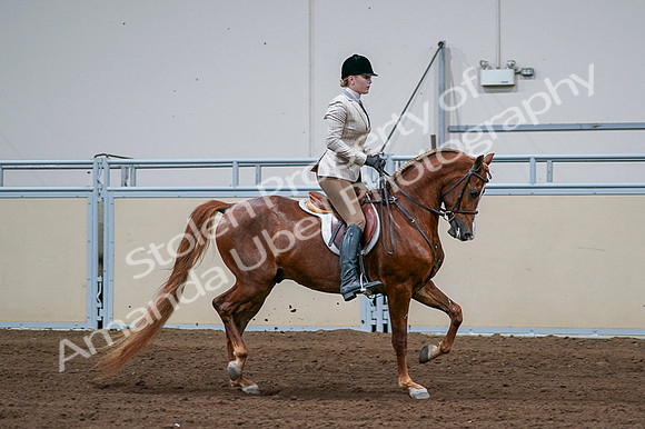 2020 - AB Morgan Horse - Fri, Sept 04 - 01721