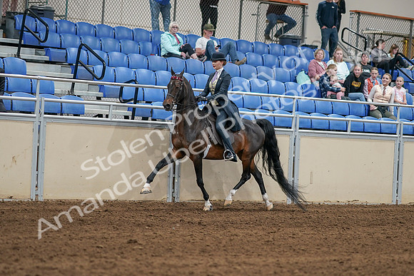 2020 - AB Morgan Horse - Sat, Sept 05 - 06287