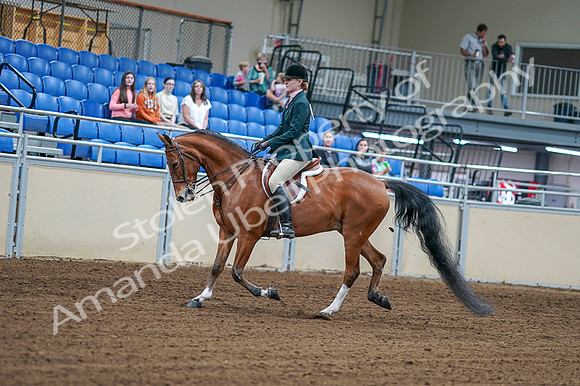 2020 - AB Morgan Horse - Fri, Sept 04 - 01550