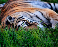 Big Cats