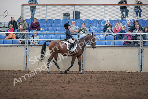 2019 Morgan Horse Show - Aug 31, 2019 - 19556