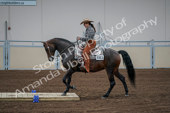 2020 - AB Morgan Horse - Fri, Sept 04 - 00064