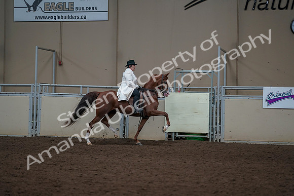 2019 Morgan Horse Show - Aug 31, 2019 - 17943