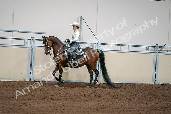 2020 - AB Morgan Horse - Fri, Sept 04 - 08356