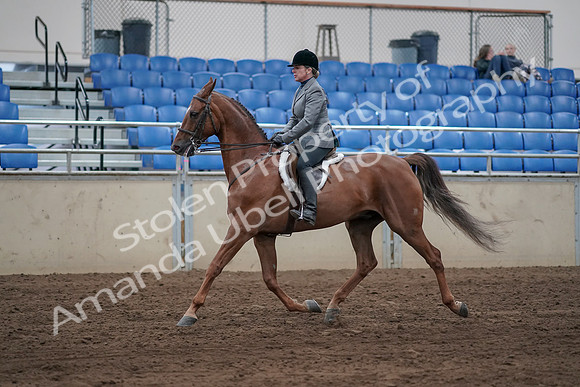 2019 Morgan Horse Show - Sept 01, 2019 - 12237