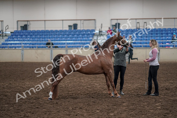 2019 Morgan Horse Show - Aug 31, 2019 - 01372