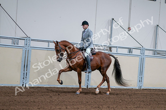 2020 - AB Morgan Horse - Fri, Sept 04 - 01599