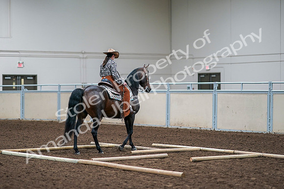 2020 - AB Morgan Horse - Fri, Sept 04 - 00094