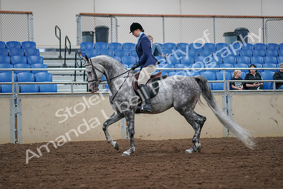 2019 Morgan Horse Show - Aug 30, 2019 - 16048