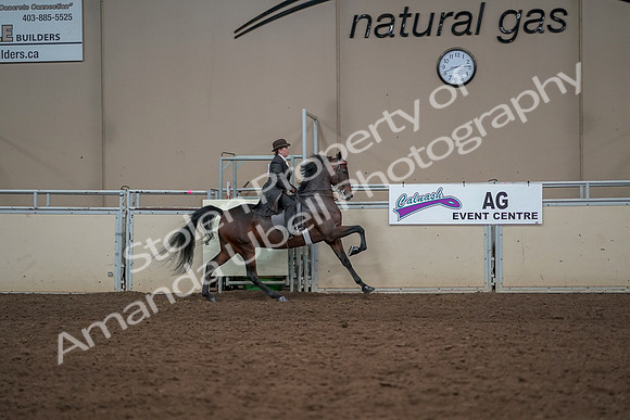 2019 Morgan Horse Show - Aug 30, 2019 - 28201