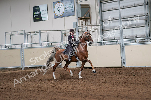 2020 - AB Morgan Horse - Sat, Sept 05 - 06421