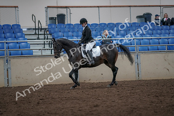 2019 Morgan Horse Show - Aug 31, 2019 - 16593