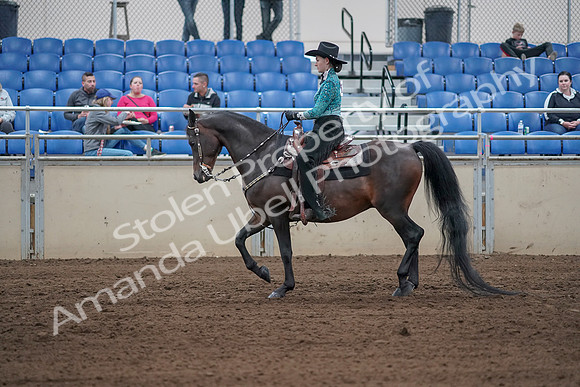 2019 Morgan Horse Show - Sept 01, 2019 - 06816