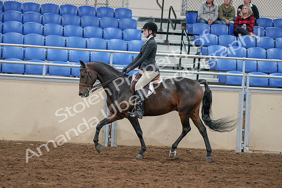 2020 - AB Morgan Horse - Sat, Sept 05 - 14382