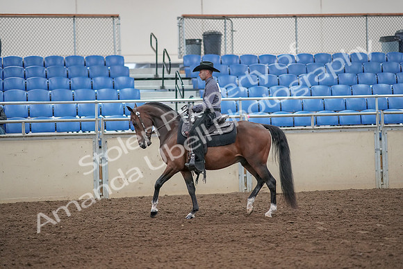 2019 Morgan Horse Show - Aug 31, 2019 - 06039