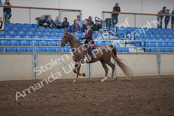 2019 Morgan Horse Show - Aug 31, 2019 - 20509