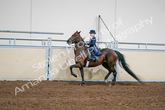 2020 - AB Morgan Horse - Sun, Sept 06 - 08144
