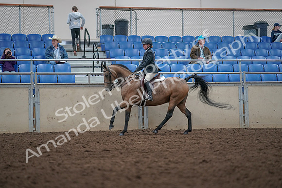 2019 Morgan Horse Show - Aug 31, 2019 - 15031