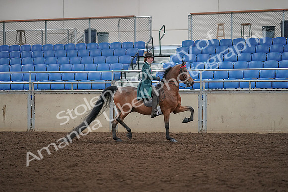 2019 Morgan Horse Show - Aug 30, 2019 - 28124