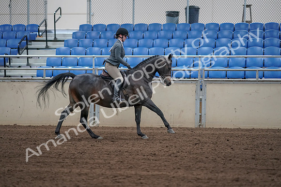 2019 Morgan Horse Show - Sept 01, 2019 - 11098
